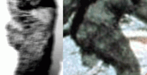 buttcomp.gif