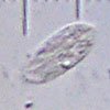 20090308_0019_Paramecium.jpg