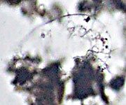 20090308_1859_DeadWaterBear.jpg