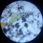 20090308_2029_Rotifers_Full.jpg