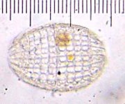 20090315_1800_LooksLikeAPillbug.jpg