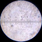 20090318_0033_Bacteria.jpg