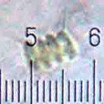 20090318_0011_4CellAlgae.jpg