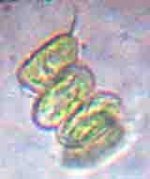 20090318_0025_4CellAlgae.jpg