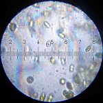 20090322_1836_Cyanobacteria.jpg