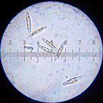20090324_0231_Diatoms.jpg