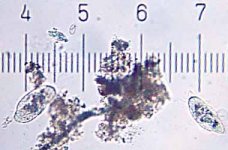 20090326_0050_3Paramecia.jpg