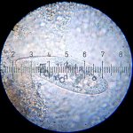 20090326_0125_Paramecium.jpg