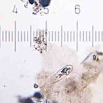 20090326_0129_Paramecium.jpg