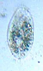 20090327_0224_Paramecium.jpg