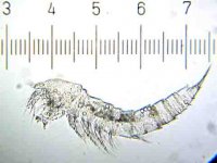 20090328_0048_UnknownCrustacean.jpg