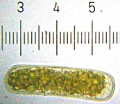 20090328_0135_Bacterium.jpg