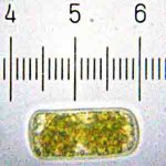 20090328_0137_Bacterium.jpg