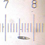 20090328_1543_Euglena.jpg