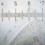 20090328_1610_Paramecium.jpg