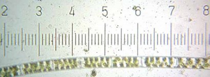 20090328_2222_Spirogyra.jpg