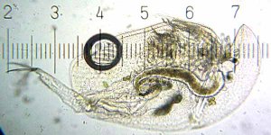 20090328_2227_Daphnia.jpg