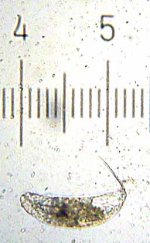 20090328_2233_Protozoan.jpg