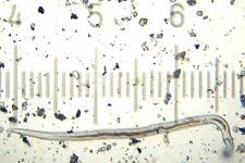 20090329_1817_Worm.jpg