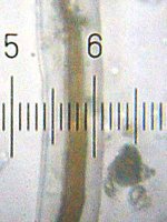20090329_1816_Worm.jpg