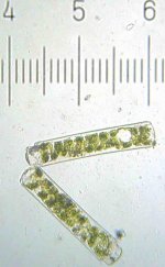 20090329_1919_Spirogyra.jpg