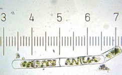 20090329_1922_Spirogyra.jpg