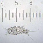 20090330_0317_Crustacean.jpg