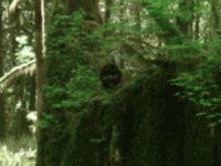 sasquatch.jpg