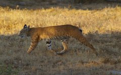 Bobcat-01.jpg