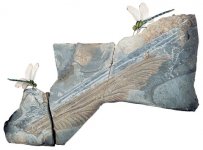 dragonfly-wing.jpg