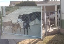 HuskyBuddy-01.jpg