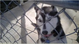 HuskyBuddy-02.jpg