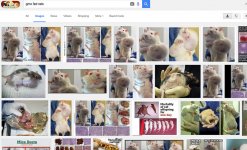 gmo fed rats.jpg