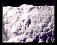 Chilcutt- OM dermals.jpg