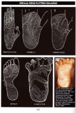 Dermal ridge flow- Murphy.jpg