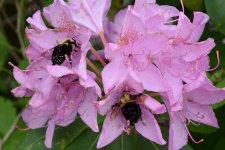 good to the last drop.jpg good to the last drop.jpg