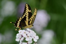 500 butterfly.jpg 500 butterfly.jpg