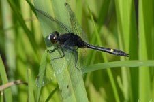 500 dragonfly crop.jpg 500 dragonfly crop.jpg