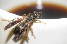 morning buzz.jpg morning buzz.jpg