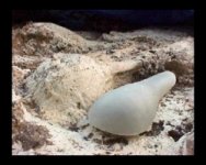 Chilcutt - Heel angle.jpg