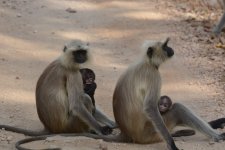 vervet kidnappers.jpg