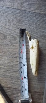 bone2.jpg