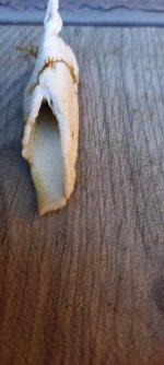 bone3.jpg