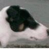 CapelDodger