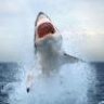 Megalodon