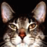 WildCat