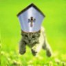 Stray Cat