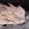 Tiktaalik