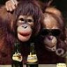 Nim Chimpsky