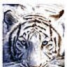 OldTigerCub